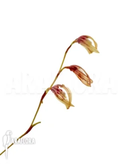 Orchid 'Pleurothallis Boccainensis'