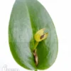 Orchid 'Pleurothallis Bothros'