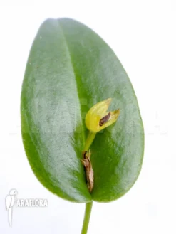 Orchid 'Pleurothallis Bothros'
