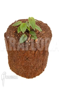 Orchid 'Pleurothallis Bothros' 11 Orchid 'Pleurothallis Bothros' -Green Haven Sales Store Pleurothallis bothros 7