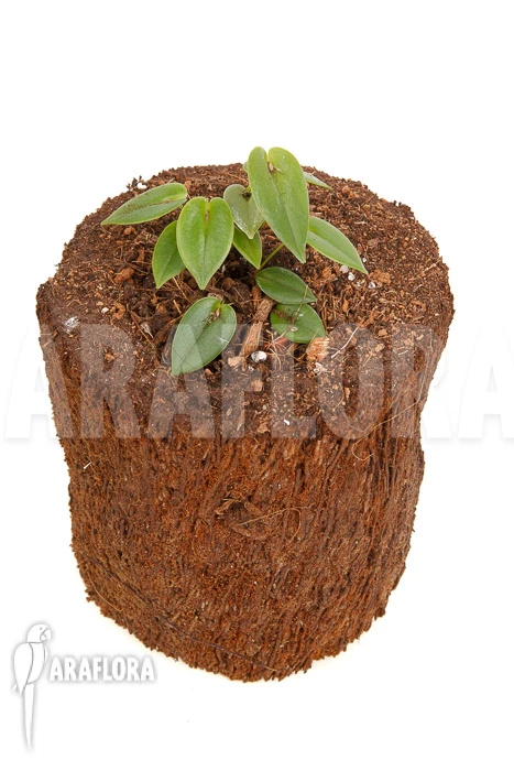 Orchid 'Pleurothallis Bothros' 6 Orchid 'Pleurothallis Bothros' - Image 6