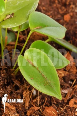 Orchid 'Pleurothallis Bothros' 10 Orchid 'Pleurothallis Bothros' -Green Haven Sales Store Pleurothallis bothros 8