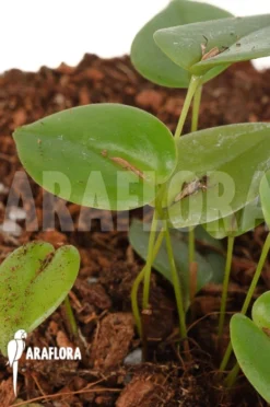 Orchid 'Pleurothallis Bothros' 9 Orchid 'Pleurothallis Bothros' -Green Haven Sales Store Pleurothallis bothros 9