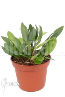 Orchid 'Pleurothallis Corniculata'