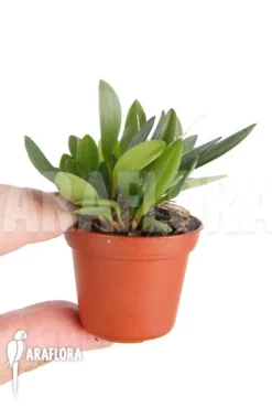 Orchid 'Pleurothallis Corniculata' -Green Haven Sales Store Pleurothallis corniculata 2