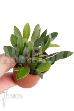 Orchid 'Pleurothallis Corniculata' -Green Haven Sales Store Pleurothallis corniculata 3