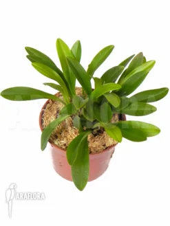 Orchid 'Pleurothallis Costaricense ‘Big’'