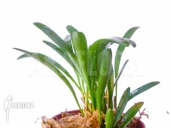 Orchid 'Pleurothallis Costaricensis'