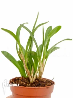 Orchid 'Pleurothallis Costaricensis' -Green Haven Sales Store Pleurothallis costaricensis 2