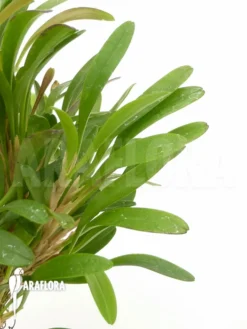 Orchid 'Pleurothallis Costaricensis' -Green Haven Sales Store Pleurothallis costaricensis 3
