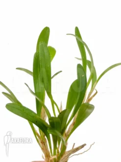 Orchid 'Pleurothallis Costaricensis' -Green Haven Sales Store Pleurothallis costaricensis 4