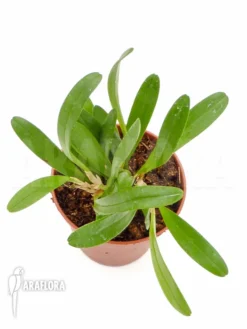 Orchid 'Pleurothallis Costaricensis' -Green Haven Sales Store Pleurothallis costaricensis 5