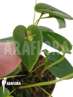 Orchid 'Pleurothallis Driessenii'