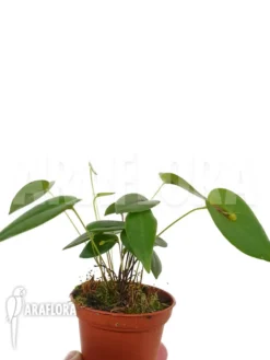Orchid 'Pleurothallis Driessenii' -Green Haven Sales Store Pleurothallis driessenii 3