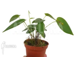 Orchid 'Pleurothallis Driessenii' -Green Haven Sales Store Pleurothallis driessenii 4