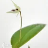 Orchid 'Pleurothallis Eumecocaulon'