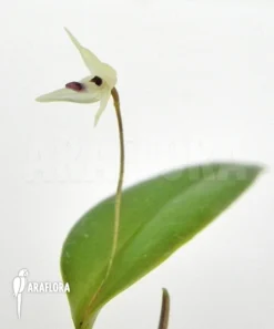 Orchid 'Pleurothallis Eumecocaulon'