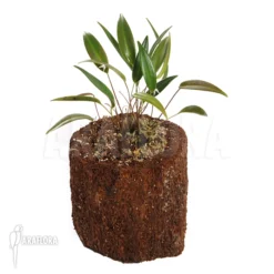 Orchid 'Pleurothallis Eumecocaulon' -Green Haven Sales Store Pleurothallis eumecocaulon 2