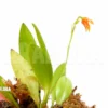 Orchid 'Pleurothallis Glandulosa'