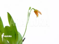 Orchid 'Pleurothallis Glandulosa' -Green Haven Sales Store Pleurothallis glandulosa 2