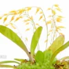 Orchid 'Pleurothallis Grobyi'