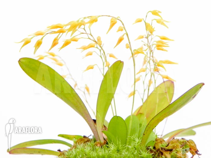 Orchid 'Pleurothallis Grobyi' 1 Orchid 'Pleurothallis Grobyi'