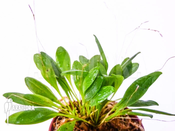 Orchid 'Pleurothallis Grobyi 'Surinam'' 5 Orchid 'Pleurothallis Grobyi 'Surinam'' - Image 5