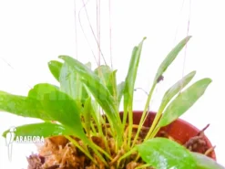 Orchid 'Pleurothallis Grobyi 'Surinam'' 11 Orchid 'Pleurothallis Grobyi 'Surinam'' -Green Haven Sales Store Pleurothallis grobyi 5