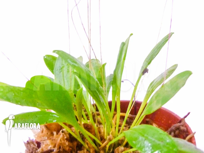 Orchid 'Pleurothallis Grobyi 'Surinam'' 6 Orchid 'Pleurothallis Grobyi 'Surinam'' - Image 6