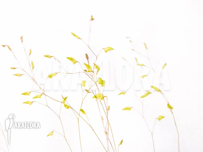 Orchid 'Pleurothallis Grobyi 'Surinam'' 2 Orchid 'Pleurothallis Grobyi 'Surinam'' - Image 2