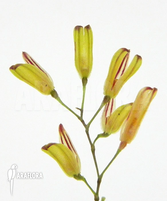 Orchid 'Pleurothallis Grobyi 'Surinam'' 1 Orchid 'Pleurothallis Grobyi 'Surinam''