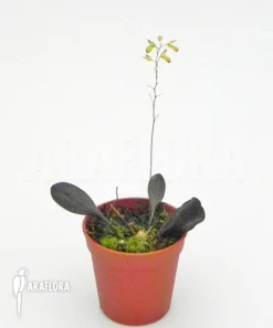 Orchid 'Pleurothallis Grobyi 'Surinam'' 8 Orchid 'Pleurothallis Grobyi 'Surinam'' -Green Haven Sales Store Pleurothallis grobyi Surinam 2