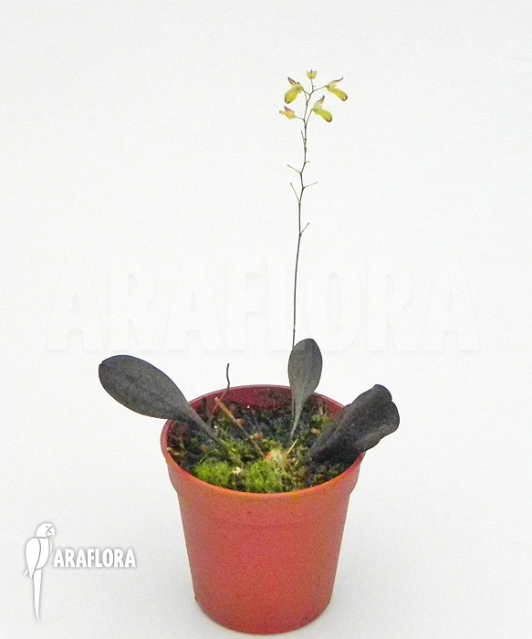 Orchid 'Pleurothallis Grobyi 'Surinam'' 3 Orchid 'Pleurothallis Grobyi 'Surinam'' - Image 3