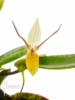 Orchid 'Pleurothallis Hemirhoda'