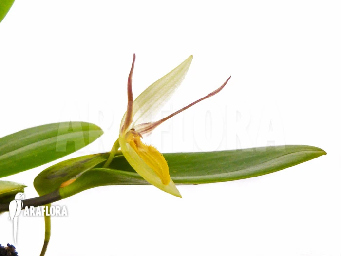 Orchid 'Pleurothallis Hemirhoda' 3 Orchid 'Pleurothallis Hemirhoda' - Image 3