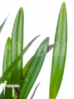 Orchid 'Pleurothallis Hemirhoda' 9 Orchid 'Pleurothallis Hemirhoda' -Green Haven Sales Store Pleurothallis hemirhoda 4