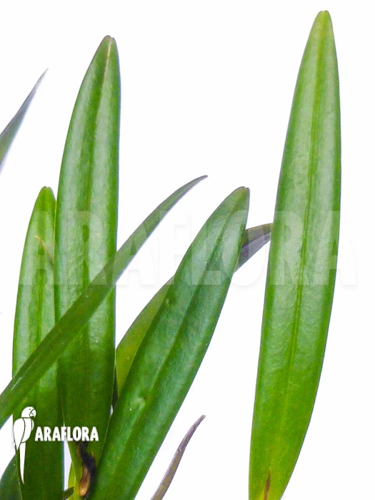 Orchid 'Pleurothallis Hemirhoda' 4 Orchid 'Pleurothallis Hemirhoda' - Image 4