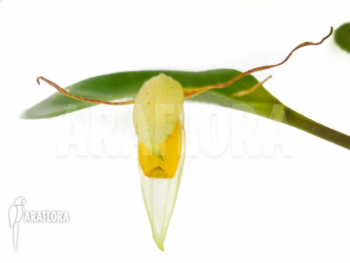 Orchid 'Pleurothallis Hemirhoda' 5 Orchid 'Pleurothallis Hemirhoda' - Image 5