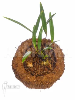 Orchid 'Pleurothallis Hemirhoda' 11 Orchid 'Pleurothallis Hemirhoda' -Green Haven Sales Store Pleurothallis hemirhoda 6