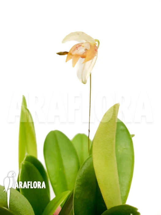 Orchid 'Pleurothallis Janettiae' 1 Orchid 'Pleurothallis Janettiae'