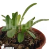 Orchid 'Pleurothallis Lateritia'