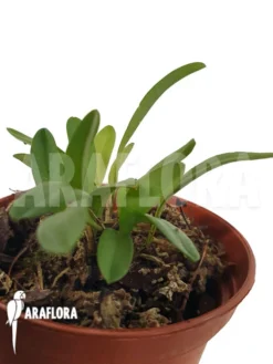 Orchid 'Pleurothallis Lateritia'