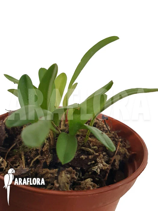 Orchid 'Pleurothallis Lateritia' 1 Orchid 'Pleurothallis Lateritia'