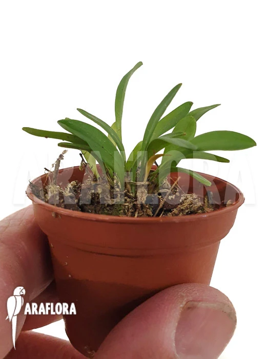 Orchid 'Pleurothallis Lateritia' 2 Orchid 'Pleurothallis Lateritia' - Image 2