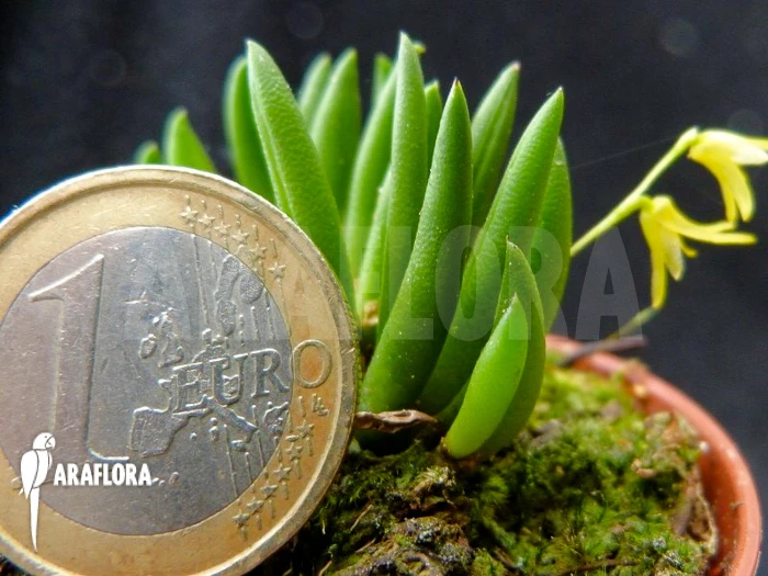 Orchid 'Pleurothallis Leptotifolia' 1 Orchid 'Pleurothallis Leptotifolia'