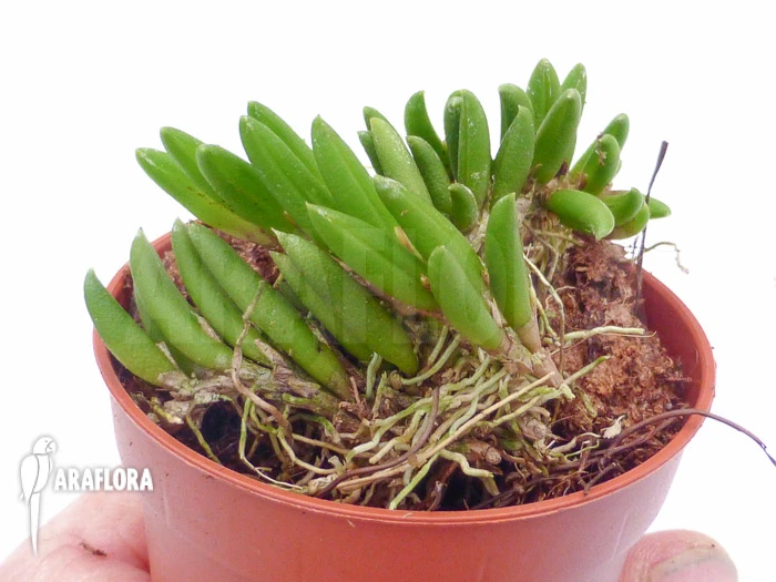 Orchid 'Pleurothallis Leptotifolia' 2 Orchid 'Pleurothallis Leptotifolia' - Image 2