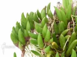 Orchid 'Pleurothallis Leptotifolia' 5 Orchid 'Pleurothallis Leptotifolia' -Green Haven Sales Store Pleurothallis leptotifolia 3