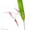 Orchid 'Pleurothallis Luctuosa' 'Starter'
