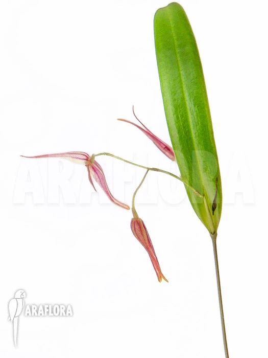 Orchid 'Pleurothallis Luctuosa' 'Starter' 1 Orchid 'Pleurothallis Luctuosa' 'Starter'