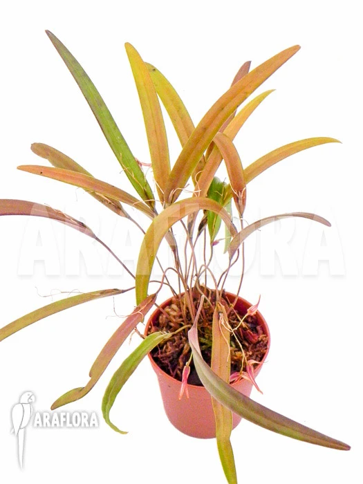 Orchid 'Pleurothallis Luctuosa' 'Starter' 3 Orchid 'Pleurothallis Luctuosa' 'Starter' - Image 3